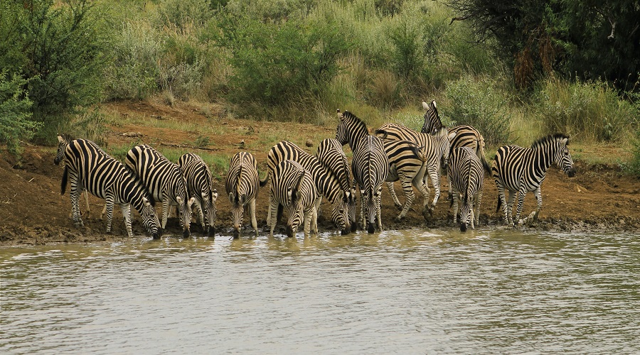 9 day flying safari from zanzibar to serengeti and ngorongoro